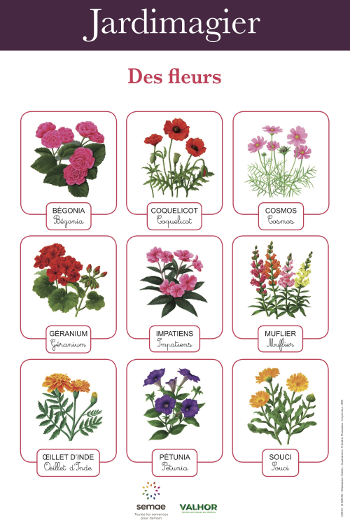 Imagier, les fleurs - 1  Noms de fleurs, Les fleurs en maternelle, Fleurs