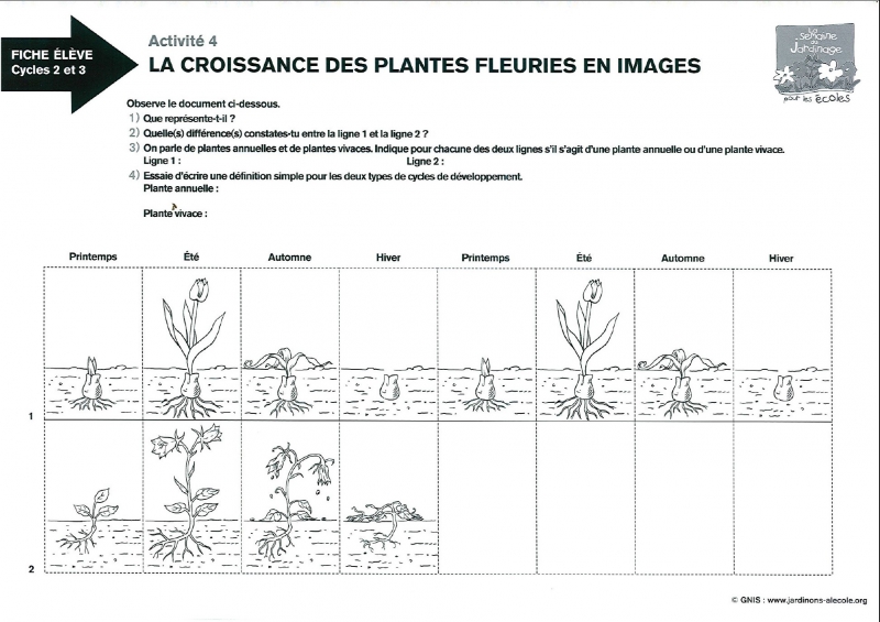 fiche eleves la croissance des plantes fleuries en images 800p