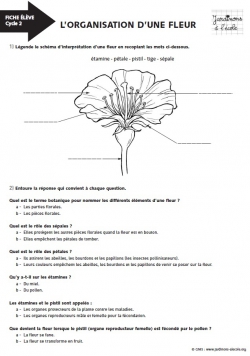 Activité Pour La Classe Lorganisation Dune Fleur