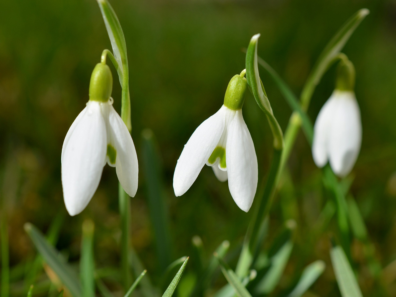 perce-neige